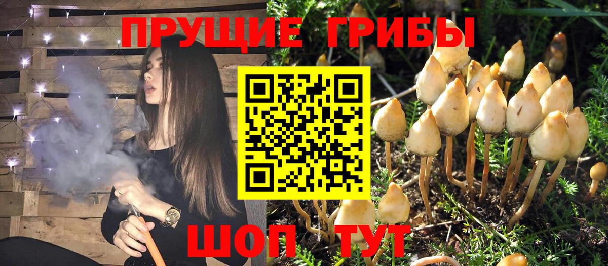 Псилоцибиновые грибы Psilocybe Сосновоборск